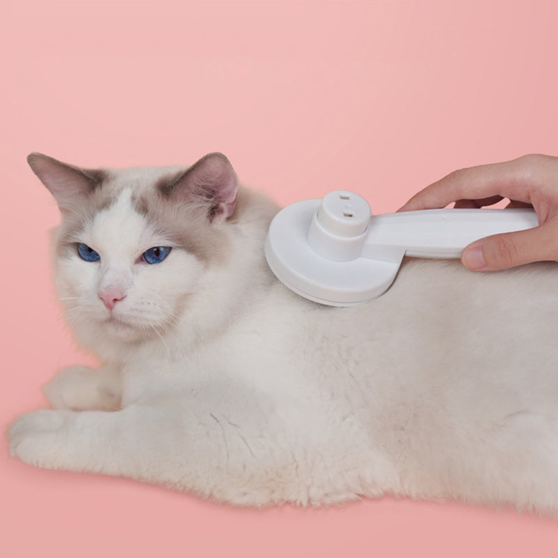 Brosses lisses pour animaux de compagnie