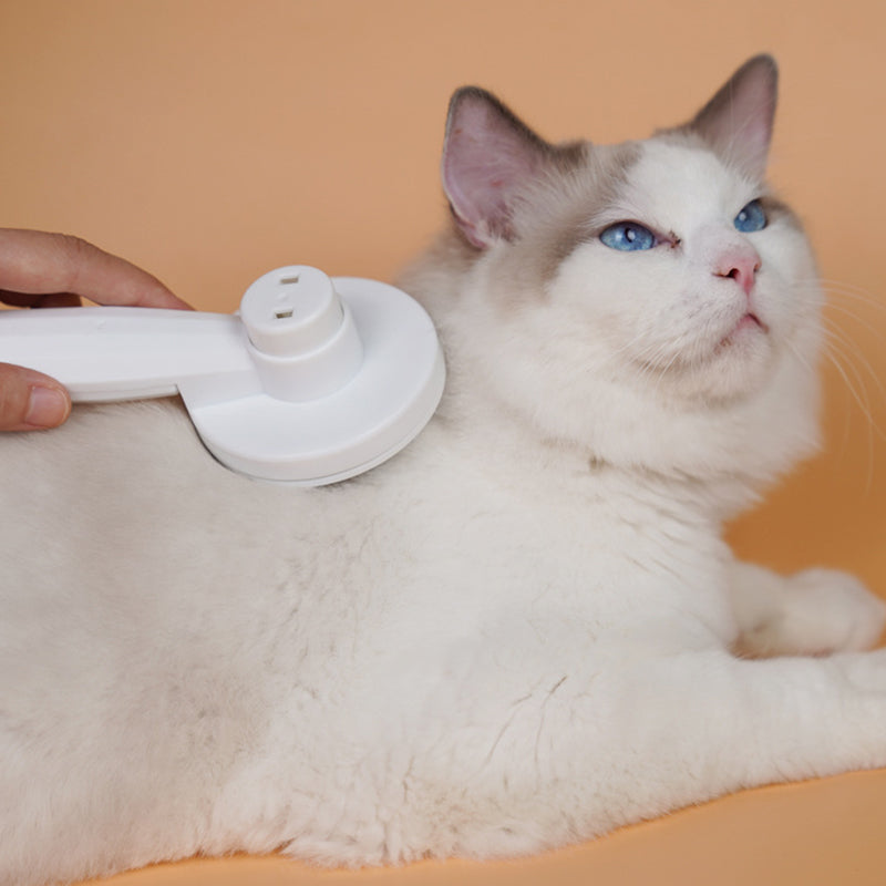 Brosses lisses pour animaux de compagnie